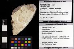 Foto (Objket + Etiketten) von Pithonoton sp. 